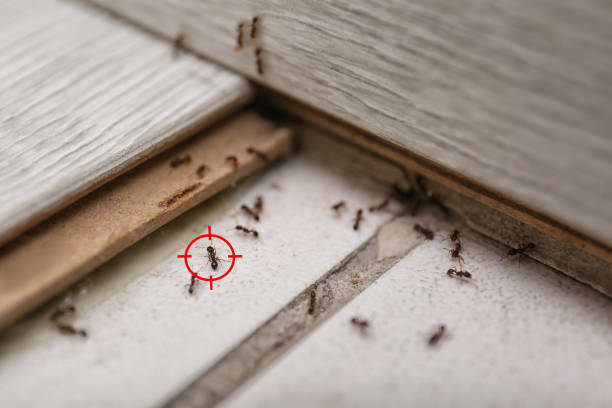 Best Best Pest Control Companies  in Ahwahnee, CA